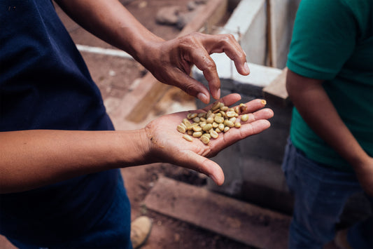 Coffee Processing Methods