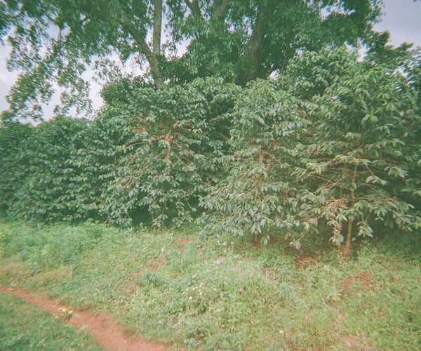 Gallery Image 22